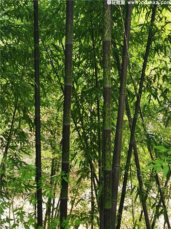 斑竹(图3)