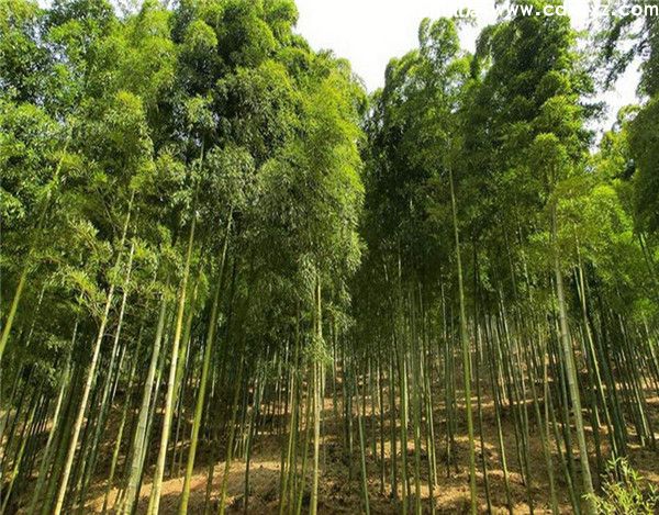 5公分的竹子一平米种几株?