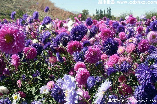 贵州哪有批发花卉植物的？