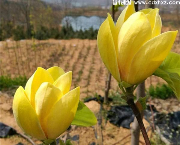 重庆有种植黄玉兰的基地吗？